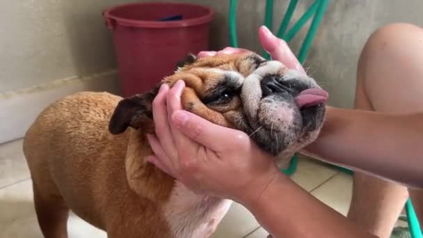 Ugly Wrinkly Rabbit Face Pet Owner Playing English Bulldog Showing — Vídeo de Stock