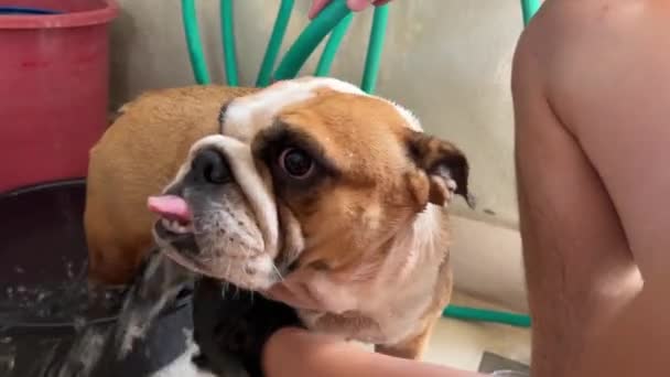 Wrinkly Face British Bulldog Sticking Out Its Tongue Enjoying Good — Stockvideo