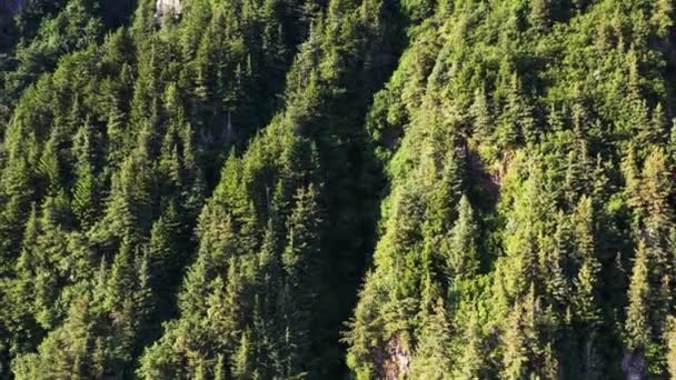 Slow Motion Drone View Green Trees Mountains — Wideo stockowe