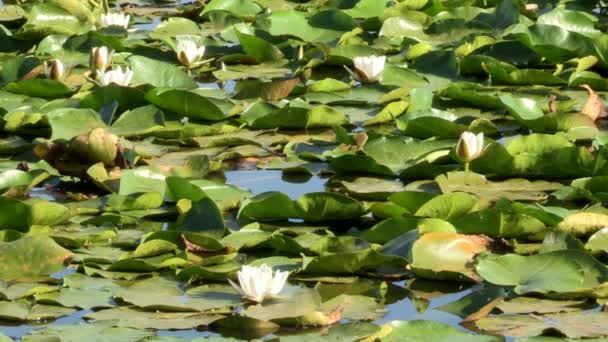 Water Lilies Aquatic Flower Forms Part Nymphaeaceae Family Water Lilies — Videoclip de stoc