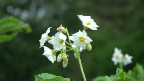 Potato Starchy Tuber Plant Solanum Tuberosum Root Vegetable Native Americas — Stock video