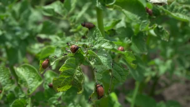 Самки Картофельных Жуков Колорадо Плодовиты Способны Откладывать 500 Яиц Течение — стоковое видео