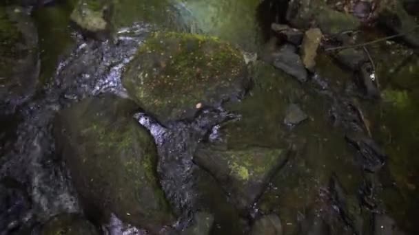 Flowing River Exposed Rocks Deep Green Forest Tilt Shot — Stockvideo