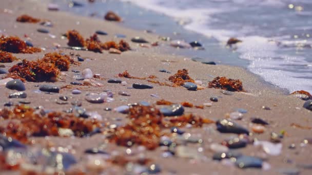 Fale Spowolnienia Ruchu Plaży — Wideo stockowe