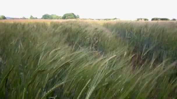 Rye Growing Field Blowing Wind Warm Summer Evening — Stock video