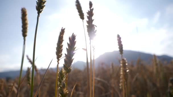 Lens Flare Sun Rays Hitting Ripe Dense Cornfield Ready Harvesting — Stock videók
