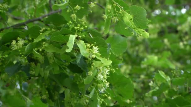 Tilia Cordata Φλαμουριά Μικρά Φύλλα Φλαμουριά Είναι Ένα Είδος Δέντρου — Αρχείο Βίντεο