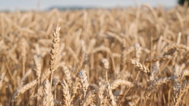 Закрыть Вид Ржаных Голов Поле Золотой Пшеницы Медленная Долли Правая — стоковое видео