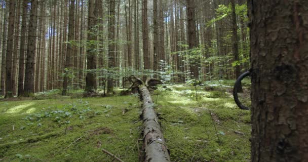 Biker His Blue Cyan Mountainbike Comes Frame Woods Rides Log — Stock video