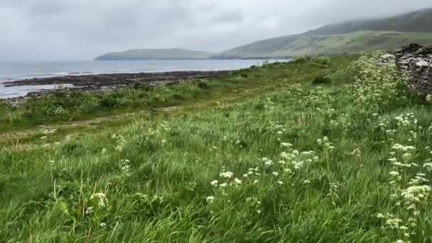 Ruined Fisherman Huts Rousay Cow Parsley Pan Right — Wideo stockowe