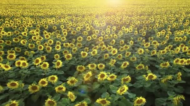 Aerial View Low Large Blossoming Sunflower Field Sunrise Sun Flares — Stockvideo