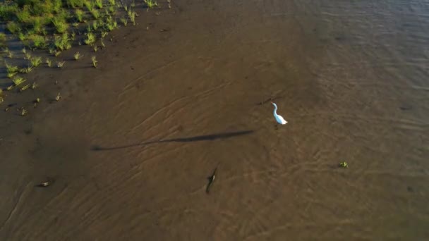 Aerial Footage Cedar Creek Lake Texas White Heron Flies Away — ストック動画