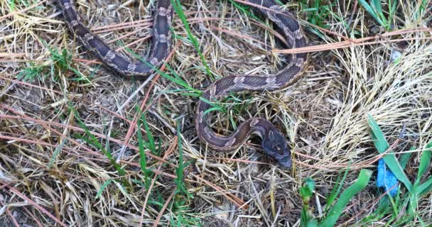 Static Video Western Rat Snake Pantherophis Obsoletus Snake Grass Slowly — Stockvideo