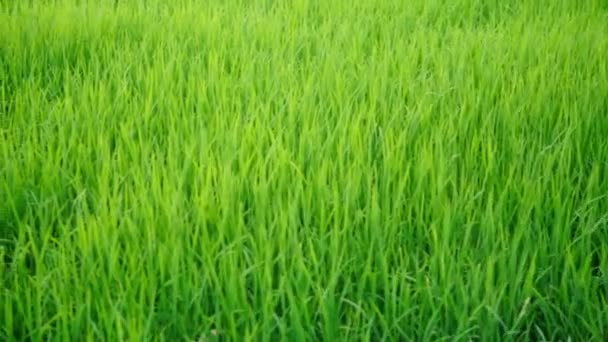 Beautiful Rice Plants Gorgeous Paddy Field Organic Farms Sunset Time — Wideo stockowe
