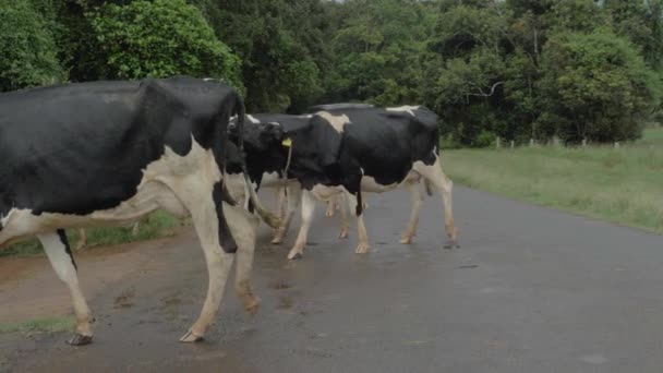 Herd Cows Walking Road North Queensland Australia Slow Motion — Stock Video