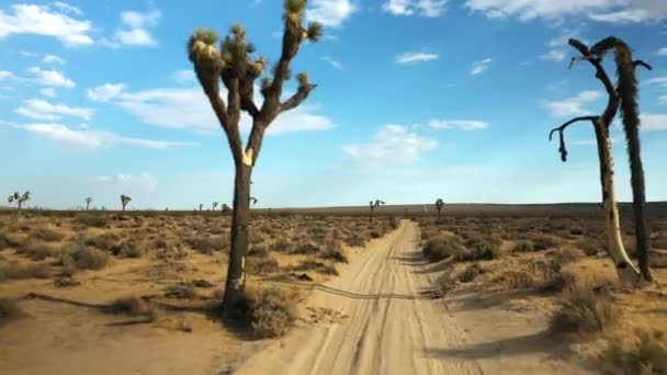 Road Trail Mojave Desert Joshua Trees Trail — Stock video
