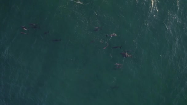 Aerial View Group Common Bottlenose Dolphins Swimming Together Blue Sea — Stock Video