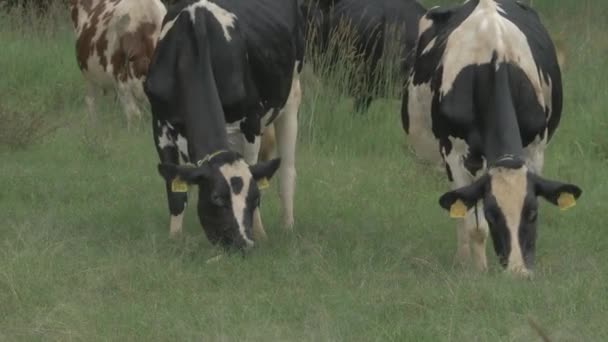 Herd Cows Grazing Green Meadow Close — Vídeos de Stock