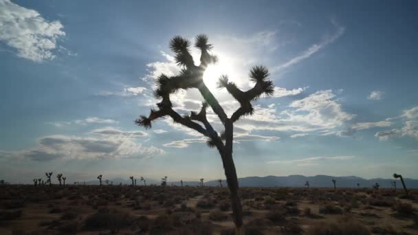 Силует Дерева Ісуса Навина Пустелі Мохаве Сонячним Променем Гріється Пустелі — стокове відео