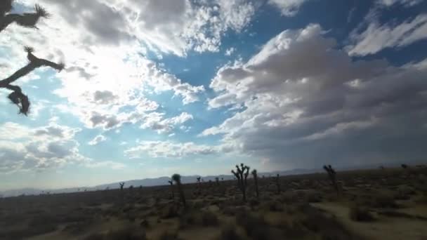 Швидкий Політ Малій Висоті Між Деревами Джошуа Пустелі Мохаве Сутінках — стокове відео