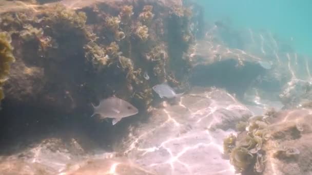 Large Snapper Reef Fish Investigates Camera Hides Clear Water — Vídeos de Stock
