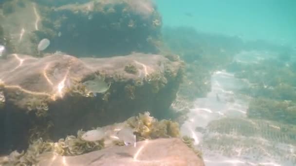 Reef Fish Snapper Pinfish Swimming Rock Jetties Clear Emerald Waters — Stockvideo