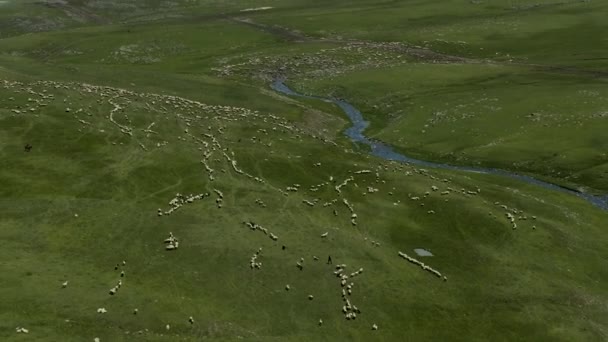 Large Flock Sheep Grazing Vast Pasture Land Ktsia Tabatskuri Managed — Stok video