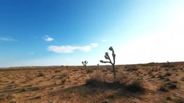 Flying Close Joshua Trees Mojave Desert Low Altitude Daring First — Wideo stockowe