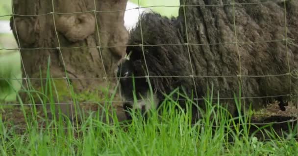 Black Wooly Sheep Eating Grass Fence — Stockvideo