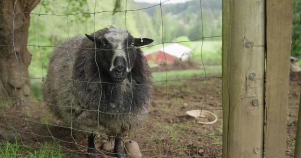 Black Wooly Sheep Staring Camera Fence Medium Shot Farm Background — стоковое видео