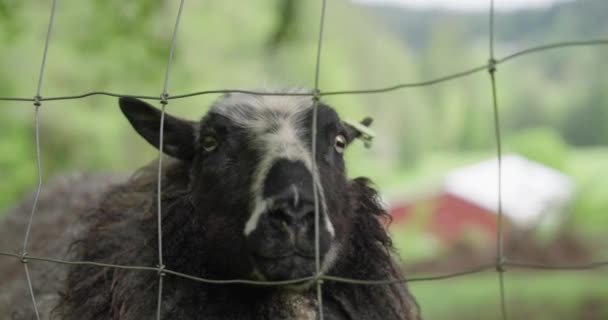 Black Wooly Sheep Staring Camera Fence — ストック動画