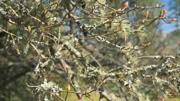 Azalea Buds Bush Close Shot — 图库视频影像