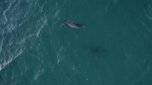 View Common Bottlenose Dolphin Family Swimming Sea Surface Aerial Top — Stockvideo