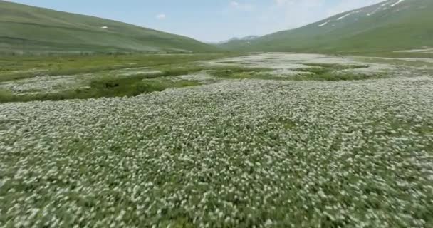 Low Flyover Dense Flower Fields Wetlands Ktsia Tabatskuri Managed Reserve — Vídeo de Stock