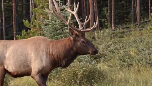 Walking Caribou Alberta — Vídeo de stock