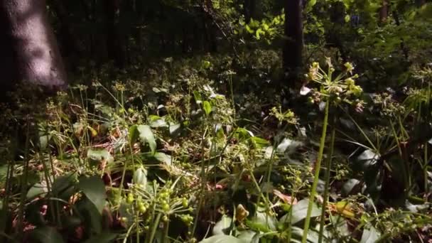 Organic Wild Garlic Growing Nature Healthy Cooking — Vídeo de Stock