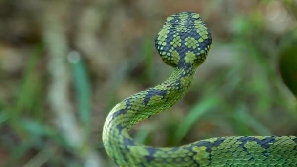 Sri Lankan Green Pit Viper Craspedocephalus Trigonocephalus Ceylon Pit Viper — Vídeos de Stock