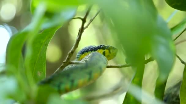 Sri Lankan Green Pit Viper Craspedocephalus Trigonocephalus Ceylon Pit Viper — Stockvideo