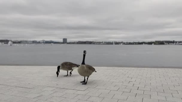 Gees Walking Sidewalk Boston Cloudy Overcast Day Wildlife City Concept — Stock video