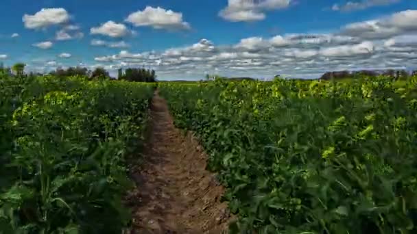 Tractor Tire Track Field Rapeseed European Countryside Zoom Out Cloudscape — Stockvideo