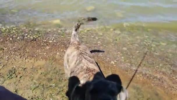 Plott Hound Play Fetch Lake Stick — Vídeo de Stock