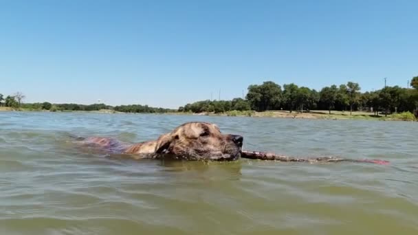 Plott Hound Swimming Back Shore Texas Lake Fetching Stick — Vídeos de Stock