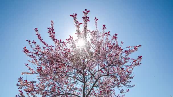Dazzling Light Bright Sun Shining Leaves Plant Blue Sky Summer — Stok video