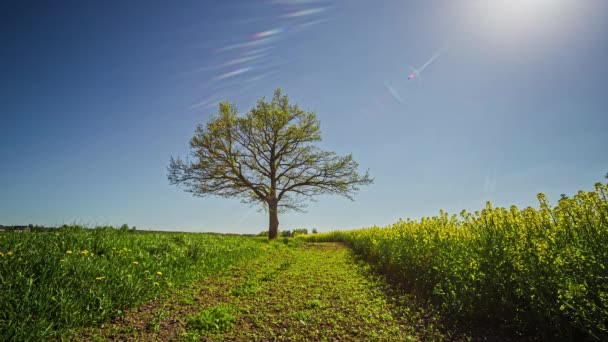 Lone Tree Sunny Meadow Crop Rapeseed Person Walking Field Time — Wideo stockowe