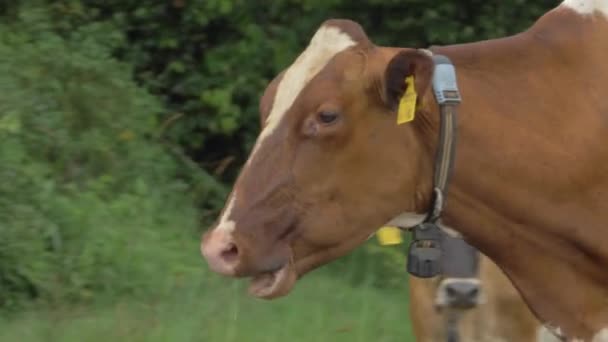Closeup Cattle Wearing Smart Collar Walking Road — Stok video