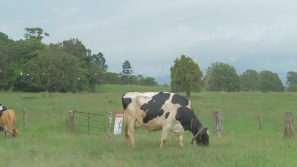 Holstein Friesian Cattle Eating Grass Pasture Wide — Vídeo de Stock