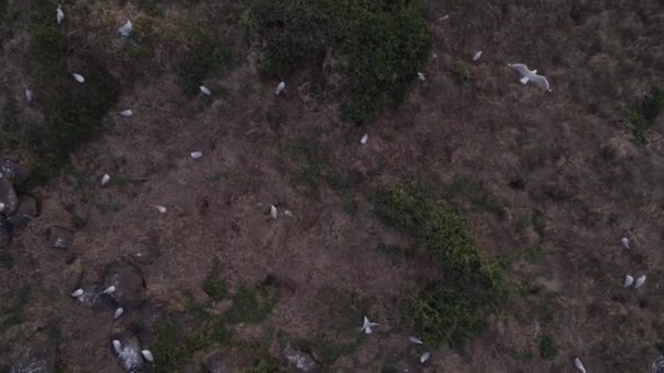 Overhead View Seagulls Sitting Flying Cook Island Nsw Australia Aerial — Stok video