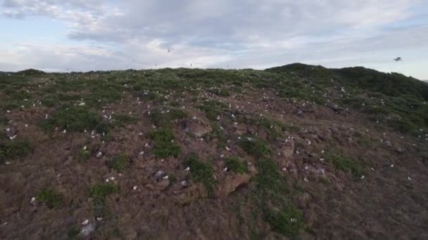 Colony Seabirds Nesting Cook Island Nsw Australia Aerial — стокове відео