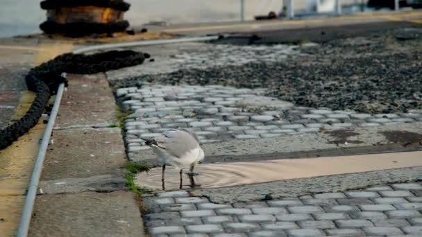 通过淡水水坑的码头筛子上的孤独感海鸥觅食 — 图库视频影像