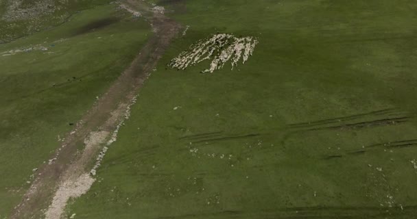 Aerial View Large Flock Sheep Pasturing Green Meadows Ktsia Tabatskuri — ストック動画